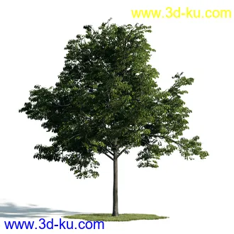 树木模型,植物模型,乔木模型,大树,茂盛树木模型共54个的图片