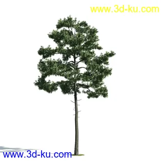 树木模型,植物模型,乔木模型,大树,茂盛树木模型共54个的图片