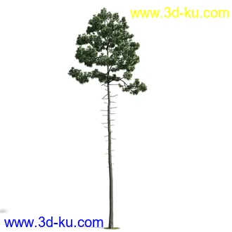 树木模型,植物模型,乔木模型,大树,茂盛树木模型共54个的图片