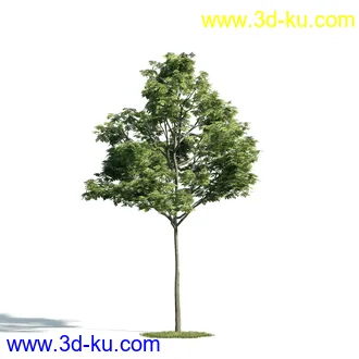 树木模型,植物模型,乔木模型,大树,茂盛树木模型共54个的图片