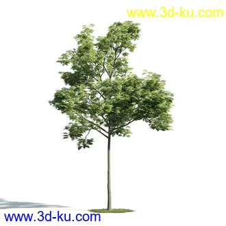 树木模型,植物模型,乔木模型,大树,茂盛树木模型共54个的图片