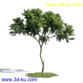 树木模型,植物模型,乔木模型,大树,茂盛树木模型共54个的图片