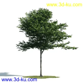 树木模型,植物模型,乔木模型,大树,茂盛树木模型共54个的图片