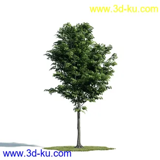 树木模型,植物模型,乔木模型,大树,茂盛树木模型共54个的图片