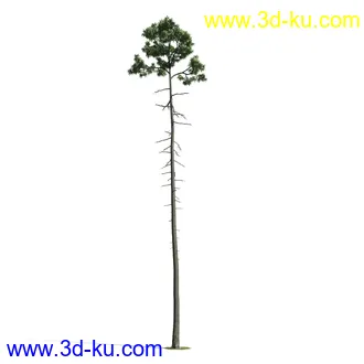 树木模型,植物模型,乔木模型,大树,茂盛树木模型共54个的图片
