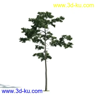 树木模型,植物模型,乔木模型,大树,茂盛树木模型共54个的图片