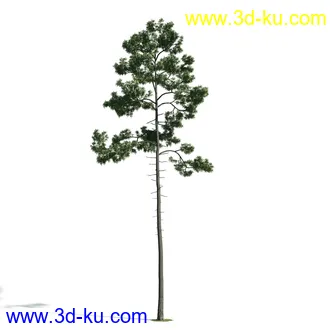 树木模型,植物模型,乔木模型,大树,茂盛树木模型共54个的图片