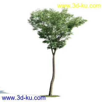 树木模型,植物模型,乔木模型,大树,茂盛树木模型共54个的图片