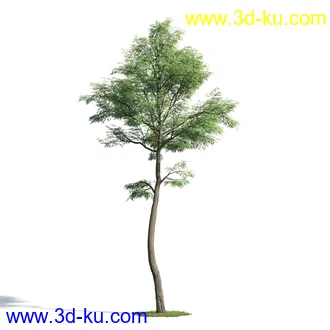 树木模型,植物模型,乔木模型,大树,茂盛树木模型共54个的图片