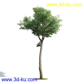 树木模型,植物模型,乔木模型,大树,茂盛树木模型共54个的图片