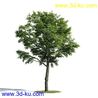 树木模型,植物模型,乔木模型,大树,茂盛树木模型共54个的图片