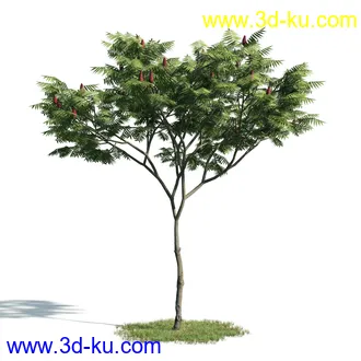 树木模型,植物模型,乔木模型,大树,茂盛树木模型共54个的图片