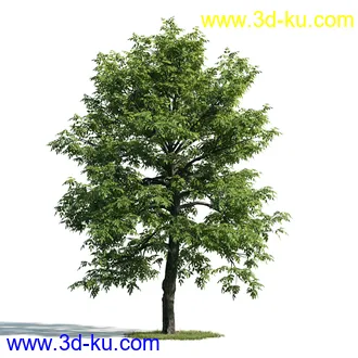 树木模型,植物模型,乔木模型,大树,茂盛树木模型共54个的图片