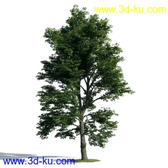 树木模型,植物模型,乔木模型,大树,茂盛树木模型共54个的图片