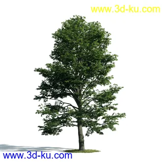 树木模型,植物模型,乔木模型,大树,茂盛树木模型共54个的图片