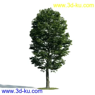 树木模型,植物模型,乔木模型,大树,茂盛树木模型共54个的图片