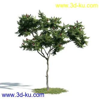 树木模型,植物模型,乔木模型,大树,茂盛树木模型共54个的图片