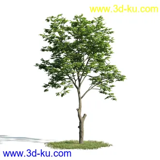 树木模型,植物模型,乔木模型,大树,茂盛树木模型共54个的图片