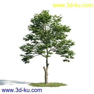 树木模型,植物模型,乔木模型,大树,茂盛树木模型共54个的图片