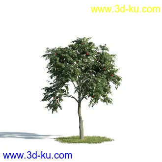 树木模型,植物模型,乔木模型,大树,茂盛树木模型共54个的图片