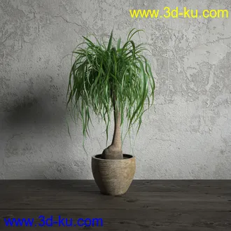 鲜花模型,花瓶,花盆,花樽,盆景,盆栽,模型,绿色植物,室内植物模型合集的图片8