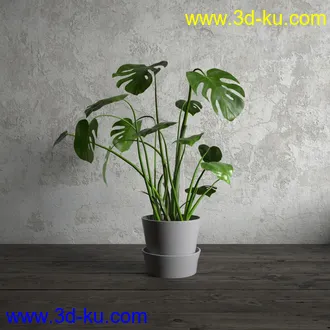 鲜花模型,花瓶,花盆,花樽,盆景,盆栽,模型,绿色植物,室内植物模型合集的图片16